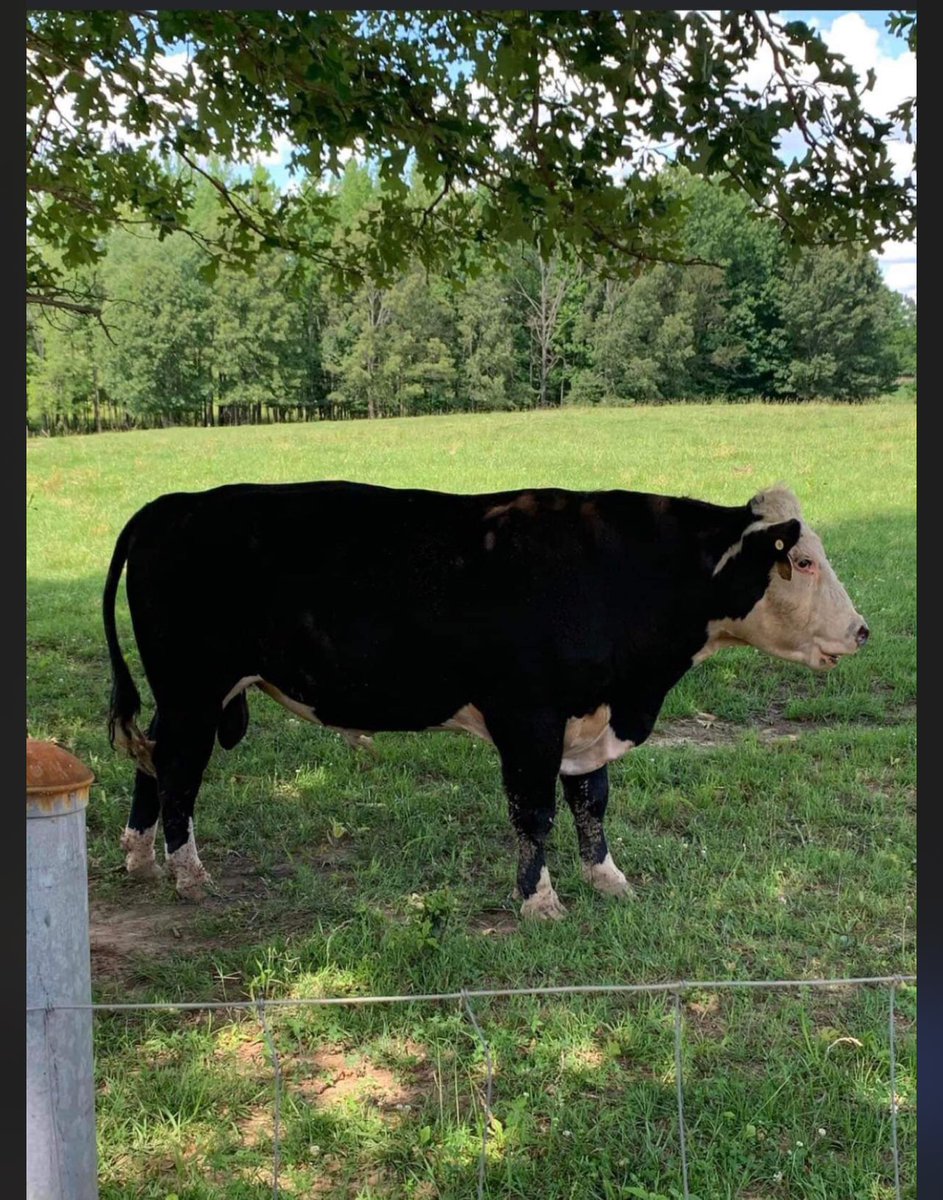 Meet “Tank” new registered Black  Herford Bull just purchased. #AmericanBeef #CattleRanch