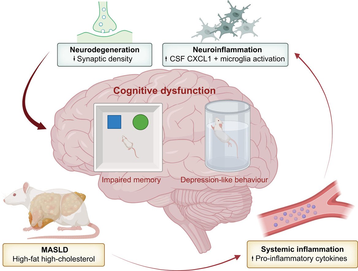 ❕Cognitive dysfunction in early experimental metabolic dysfunction-associated steatotic liver disease is associated with systemic inflammation and neuroinflammation 🔓#OpenAccess at 👉 jhep-reports.eu/article/S2589-… #LiverTwitter
