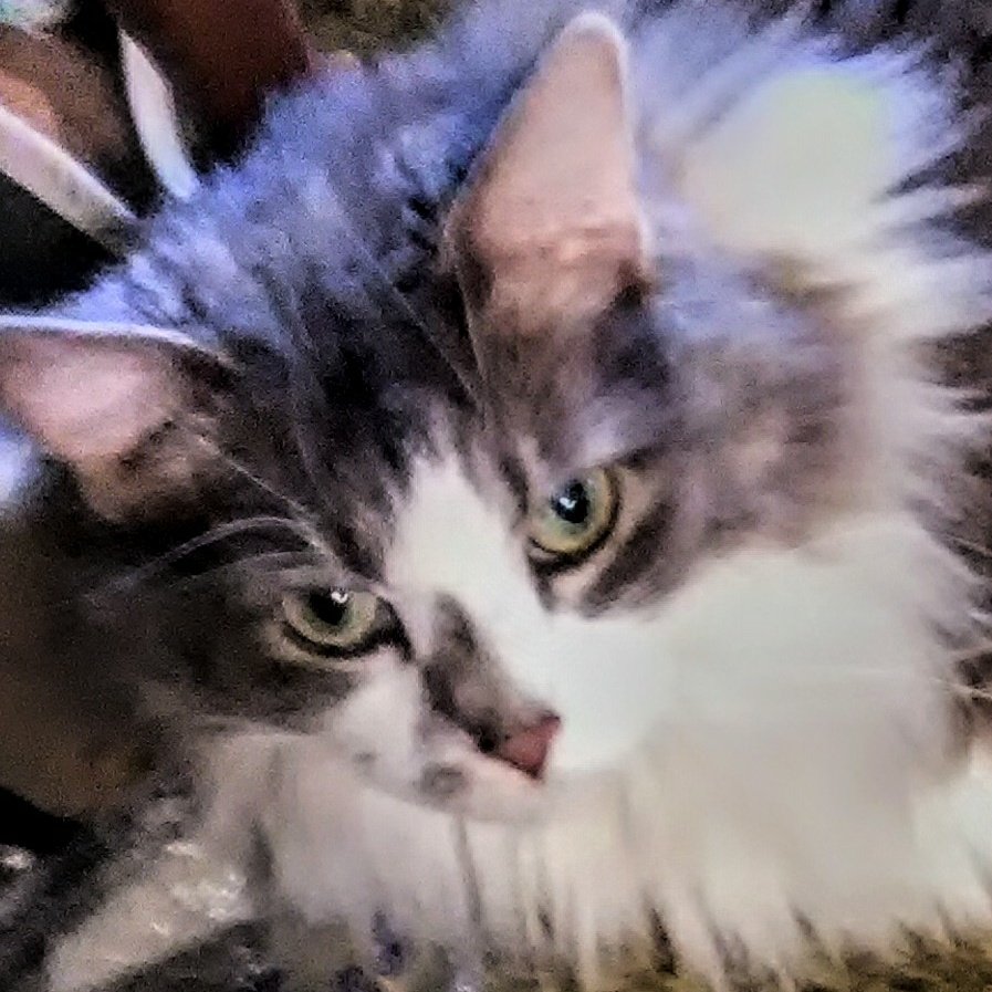 Charlotte's mom here. My baby went over the rainbow bridge 🌈 this morning, in her daddy's arms. Tests showed many problems, so we had to say goodbye. She may still participate as an angel, not sure yet. She was a great cat. #ZSHQ #TheAviators #TheRuffRiderz