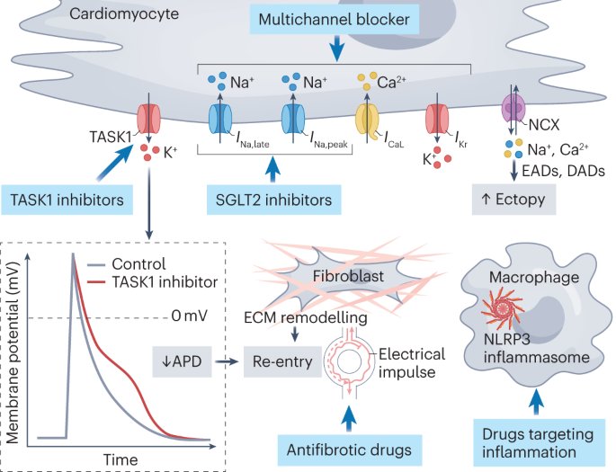 The Heart (@zheart11768530) on Twitter photo 🔴Novel drug therapies for atrial fibrillation #2024Review <a href="/NatRevCardiol/">Nature Reviews Cardiology</a>
nature.com/articles/s4156…
#Cardiology #cardiotwitter #CardioEd #medical #medicine #cardiovascular #MedEd #medtwitter 🔴Novel drug therapies for atrial fibrillation #2024Review <a href="/NatRevCardiol/">Nature Reviews Cardiology</a>
nature.com/articles/s4156…
#Cardiology #cardiotwitter #CardioEd #medical #medicine #cardiovascular #MedEd #medtwitter