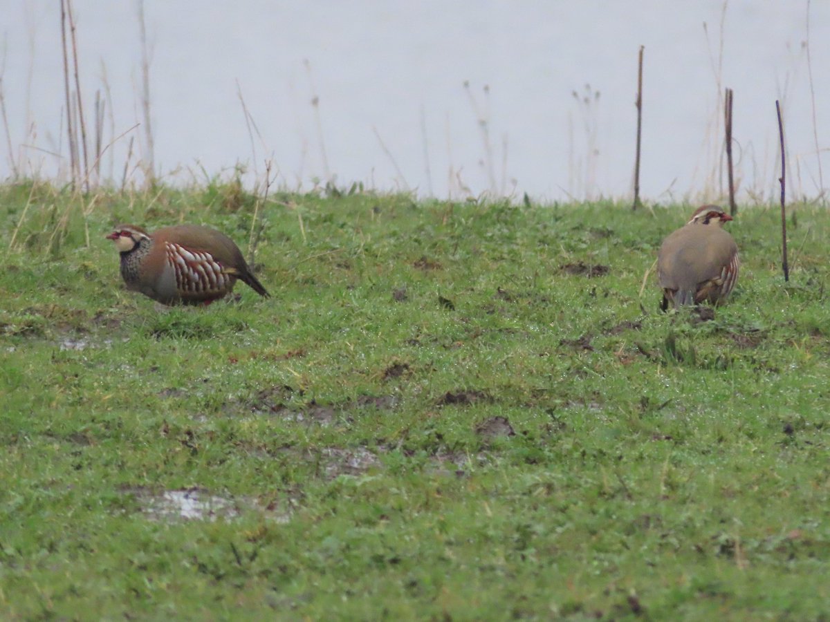 Few hours at Swilly today in the gloom. 1 Raven and 1 Parakeet both NFY so now 111 for Swilly. Also 7 Whooper swan, 4 Black-necked grebe, 1 Pintail, 1 Marsh harrier, 3 Red kite, 3 Bittern, 80+Linnet, 2 RL partridge, 2 Redshank, 60+Curlew, 3 Chiffchaff 2 Roe deer @SwillyIngsBG