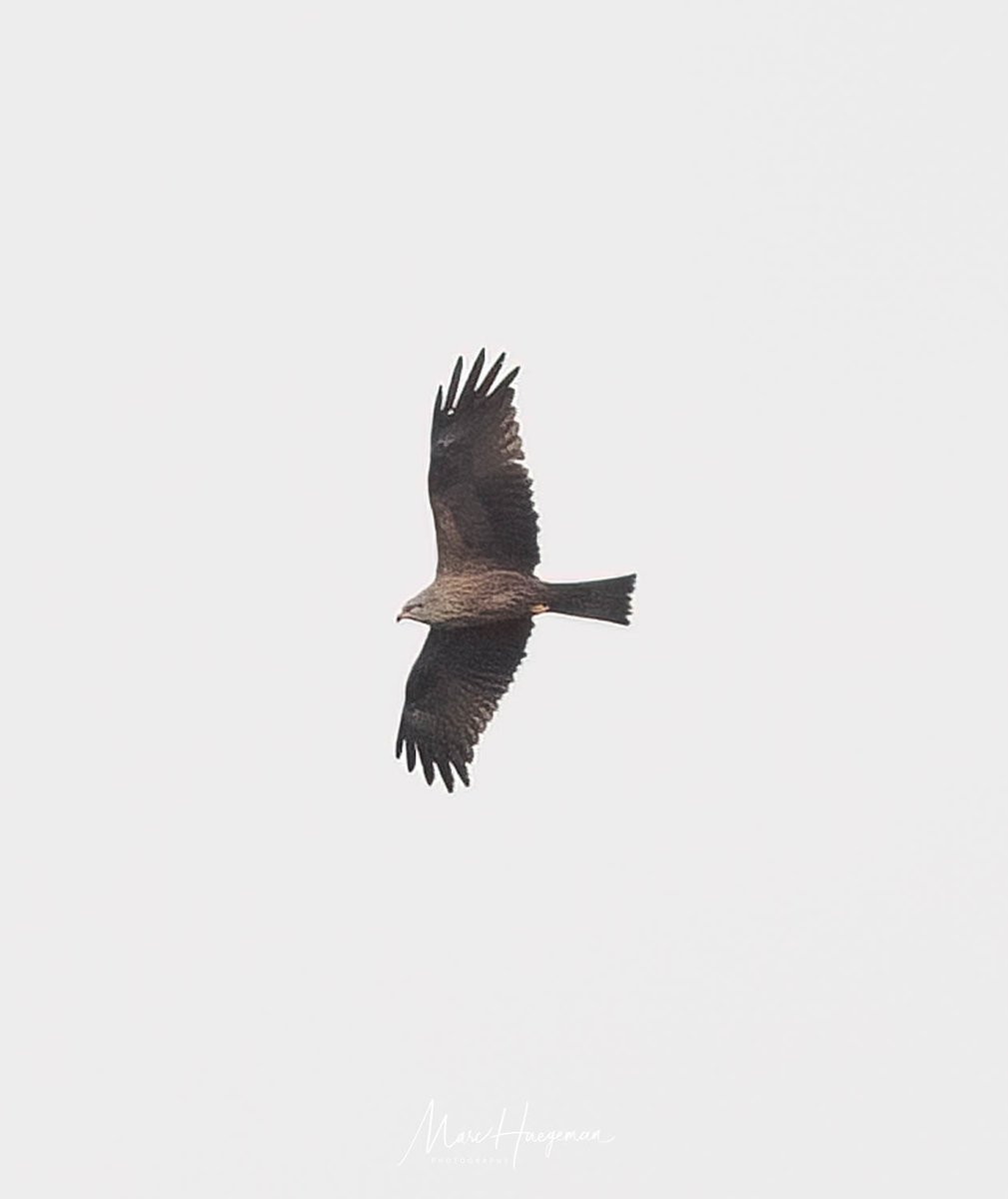 Two species of the Kite - not bad for one day (Belgium): Red Kite and Black Kite @Britnatureguide #BirdsSeenin2024 @Sovon @MijnNatuurpunt @vogelnieuws @VroegeVogels @sonybelgie #VogelsinBelgië @vogelinfo @Natures_Voice #kites