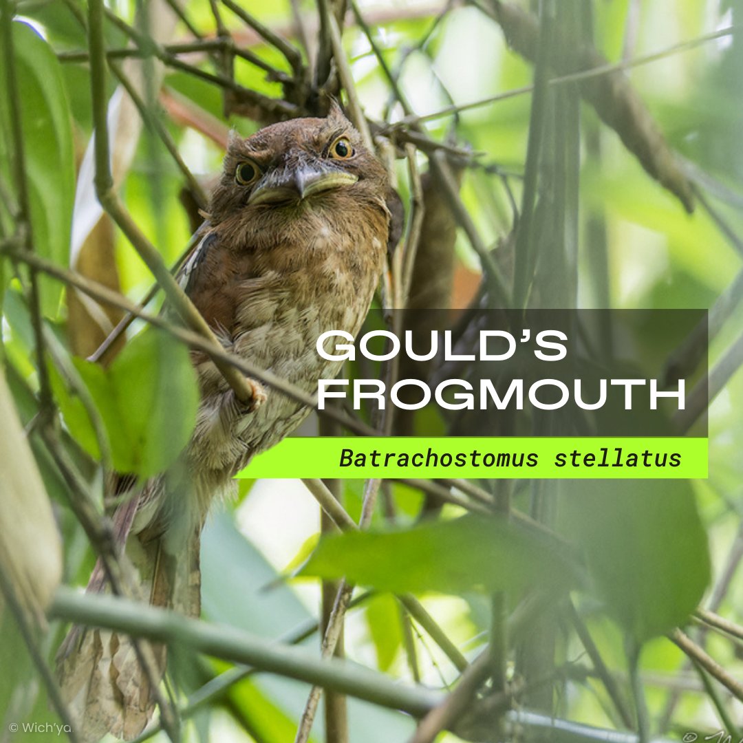 Welcome to Part 2 of 4 of our #WorldWildlifeDay series 🌏: Gould's frogmouth! Continuing on with our highlights of 5 species from 4 different areas of our work, this week we take you to Indonesia!