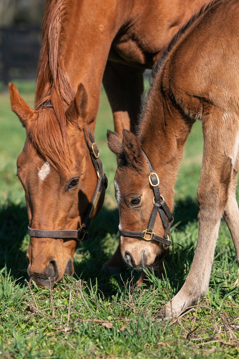 spendthriftfarm tweet picture