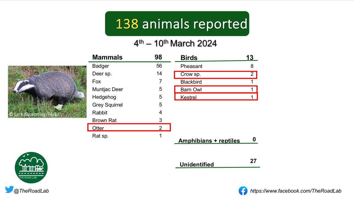 The weekly #roadkillreport is out! 138 animals reported this week, with Badgers as the top species. Unusual spots include Otters, Crows, a Blackbird, a Barn Owl and a Kestrel! Want to help? Do so here: buff.ly/47cIDTa or via our app #roadkill #ukwildlife #roadecology