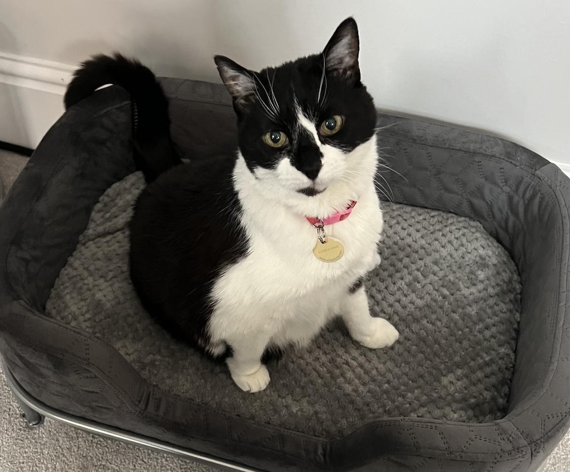 Night Sky tweet media