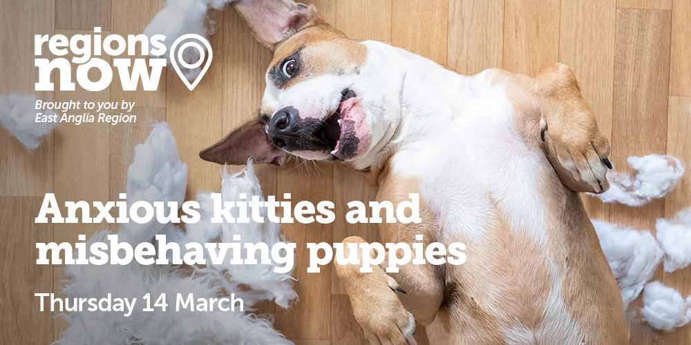 ⚠️ LAST CHANCE!

🙀 Anxious Kitties and Misbehaving Puppies
📅 Thurs 14 March: Online (7.30pm)

Anxiety and misbehaviour, including overly boisterous dogs, firework fears, separation-related behaviour, and more. 

🔗 Find out more: bsavaportal.bsava.com/s/community-ev…

#vetcpd #vetnursecpd