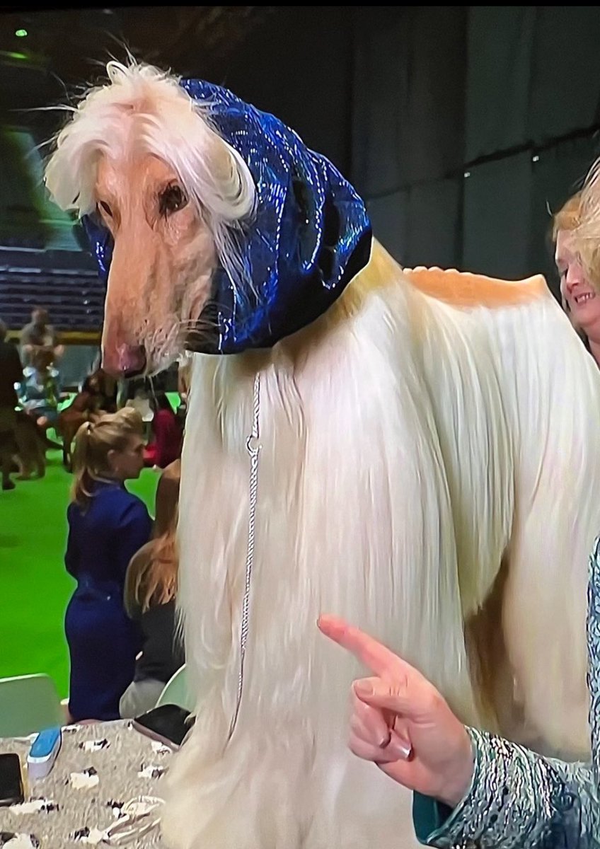 The winner of the ‘Dogs Who Look Like Barbra Streisand’ event at Crufts.