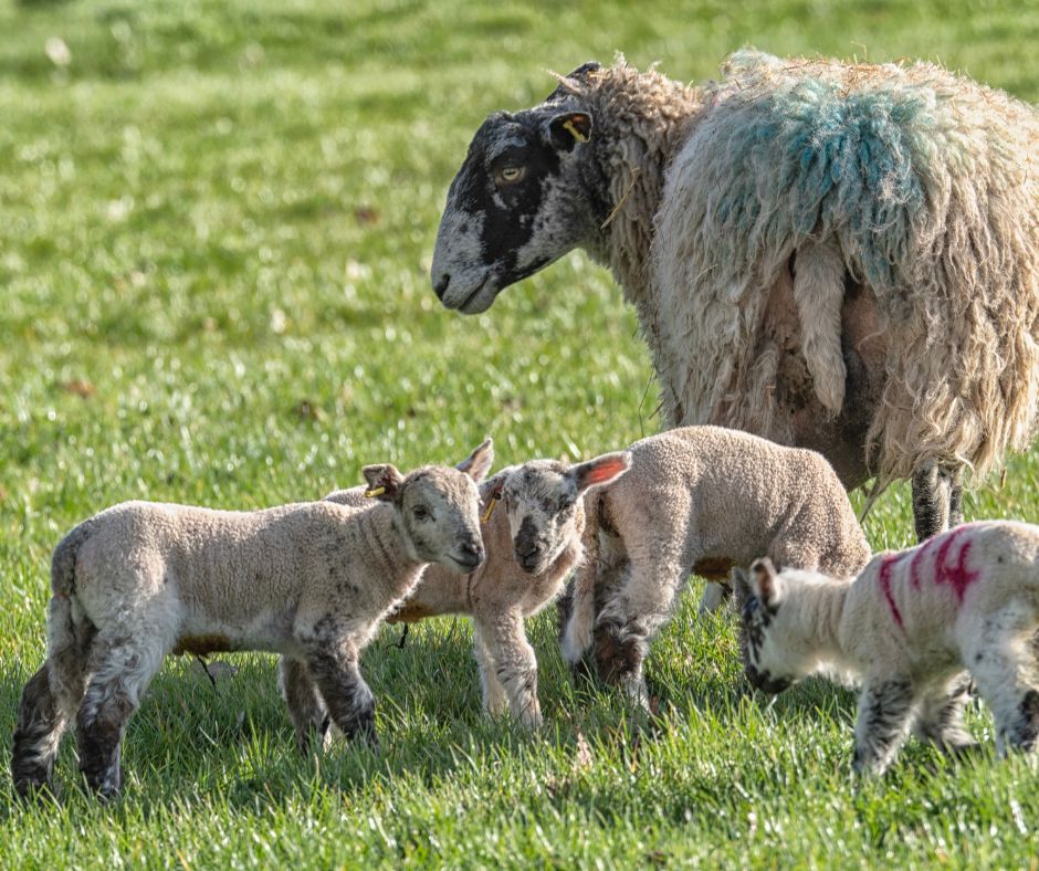 Lambs will shortly be arriving at House Field, Manor Farm 🐑 Please keep all dogs on leads in areas with livestock 🐶 Spread the word with fellow dog owners to help keep our livestock safe! 🐾