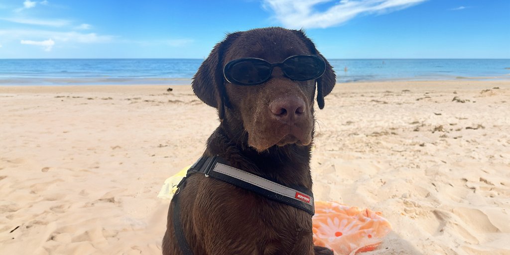 Agent Billy reporting for duty 😎 📸 @billybones_thechocolatelab #ezydog #agent #dog #dogs #harness #sun #beach #weather #adventure #chocolate #lab #labrador #chocolatelabrador
