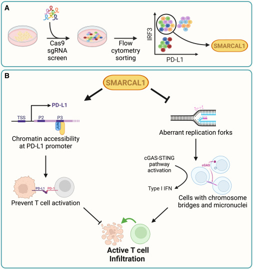 Feeding two birds with one scone: The dual roles of SMARCAL1 in antitumor immunity dlvr.it/T3wXfB