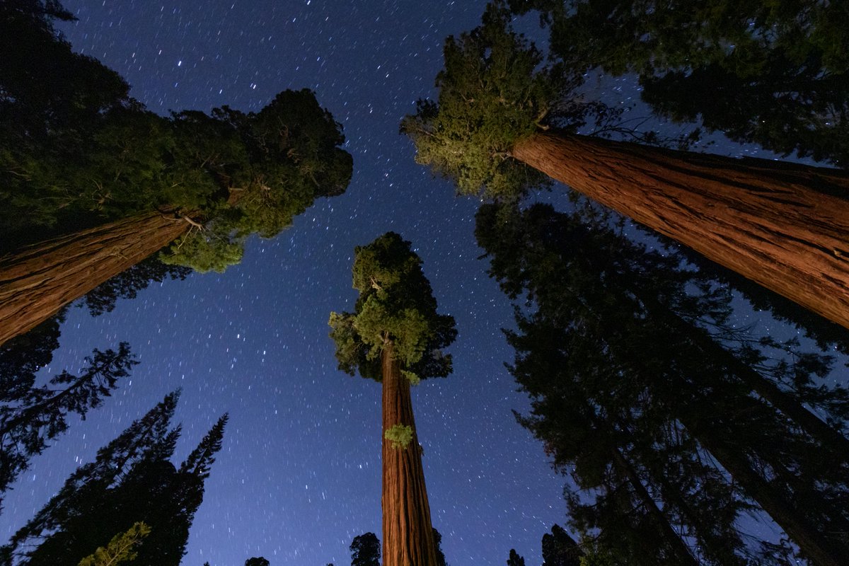 NatGeo_la's tweet photo. Secuoyas gigantes bajo las estrellas en el "Sequoia National Park".

📍 California, EEUU.
📸 Keith Ladzinski https://t.co/QvdIf1FDUK