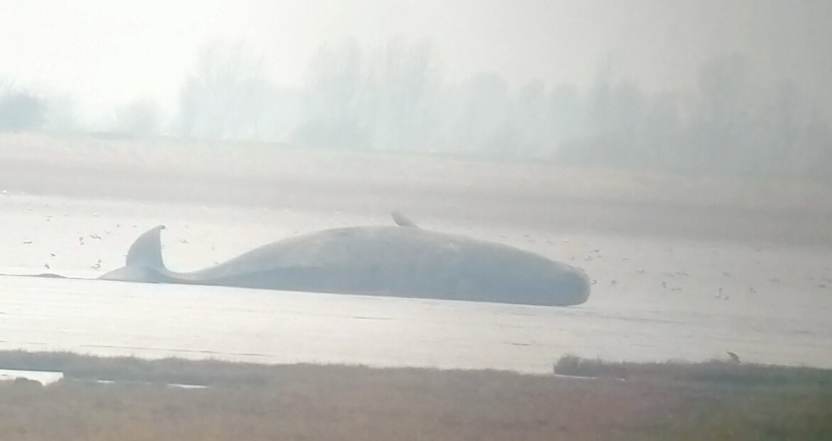 Sad sight of three dead Sperm Whales on the Humber this afternoon between Skeffling and Sunk Island.