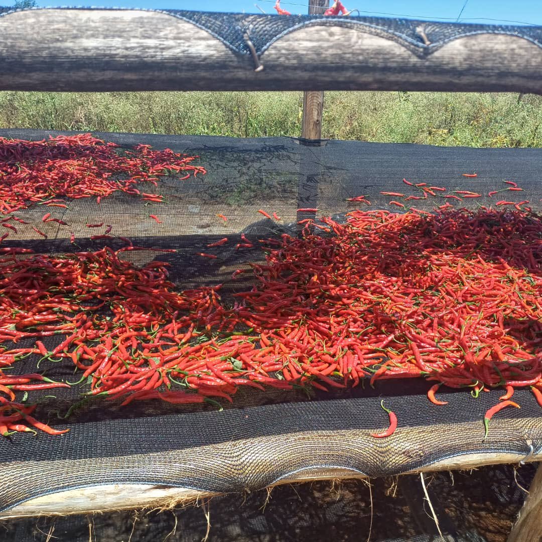 The heat from our chilli sauce comes from the fact that they are sun dried in the Lupane heat….
#lupaneveggieguys
#chillisauce
#farmtokitchen