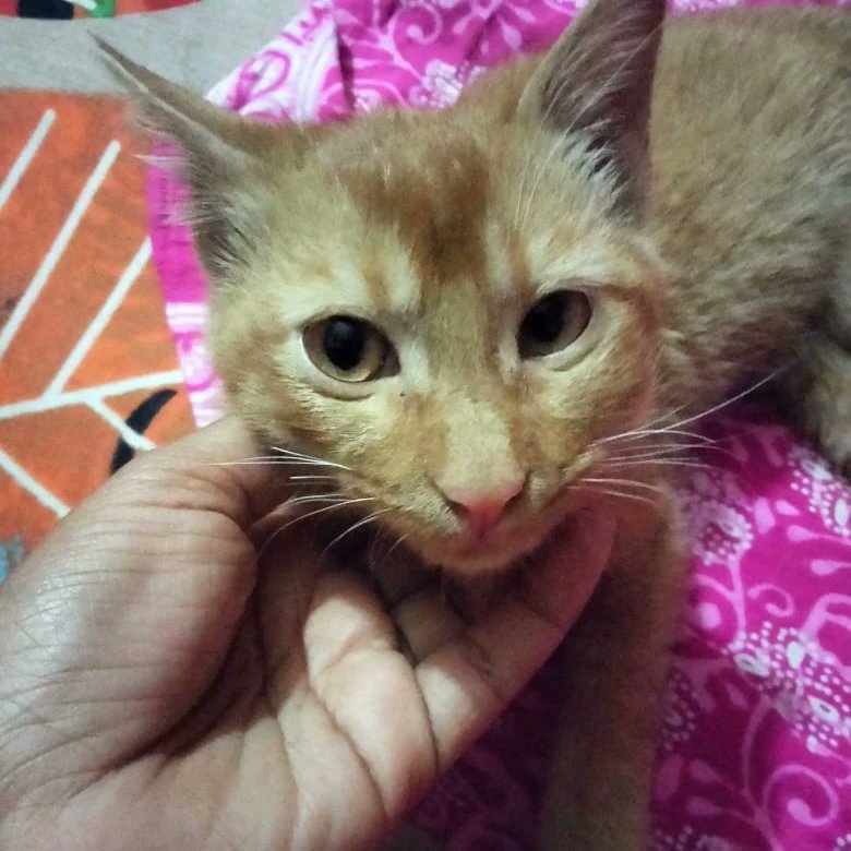 Found motherless abandoned kitten &amp; not found siblings etc. she totally scared &amp; crying.
Thn give homely atmosphere. After much efforts she is happy, playful, active &amp; human friendly nature. 
Her name is Jinu &amp; 2 months old.
📞9205143273 Place Delhi
Pls share in ur colleagues.🙏