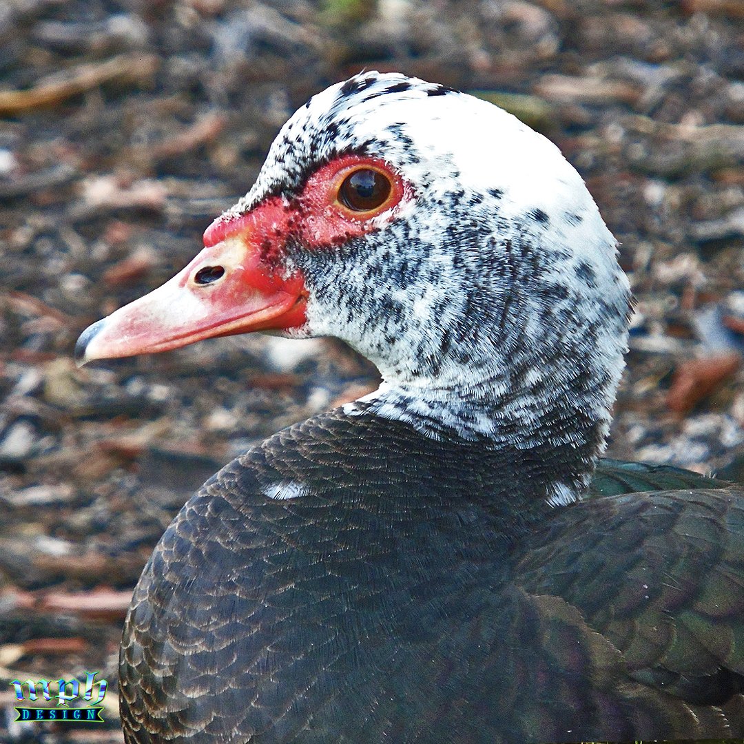 📷Creature
#Duck #MuscovyDuck #Bird #CapeCoral #Florida #Photography #NFT #FYP #Wildlife #Nature #MPHDesign