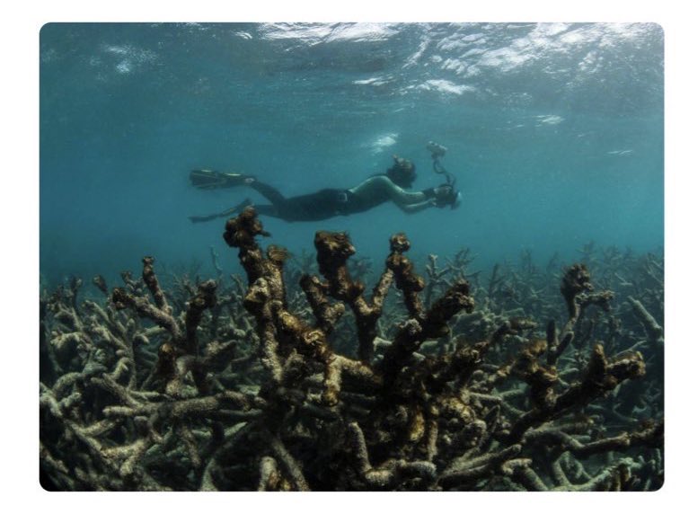 This is a timely question: “If the Great Barrier Reef Marine Park Authority is unwilling to speak without fear or favour about the need for urgent national action to stop new fossil fuel development to save at least some of the world’s greatest living organism, then who will?”