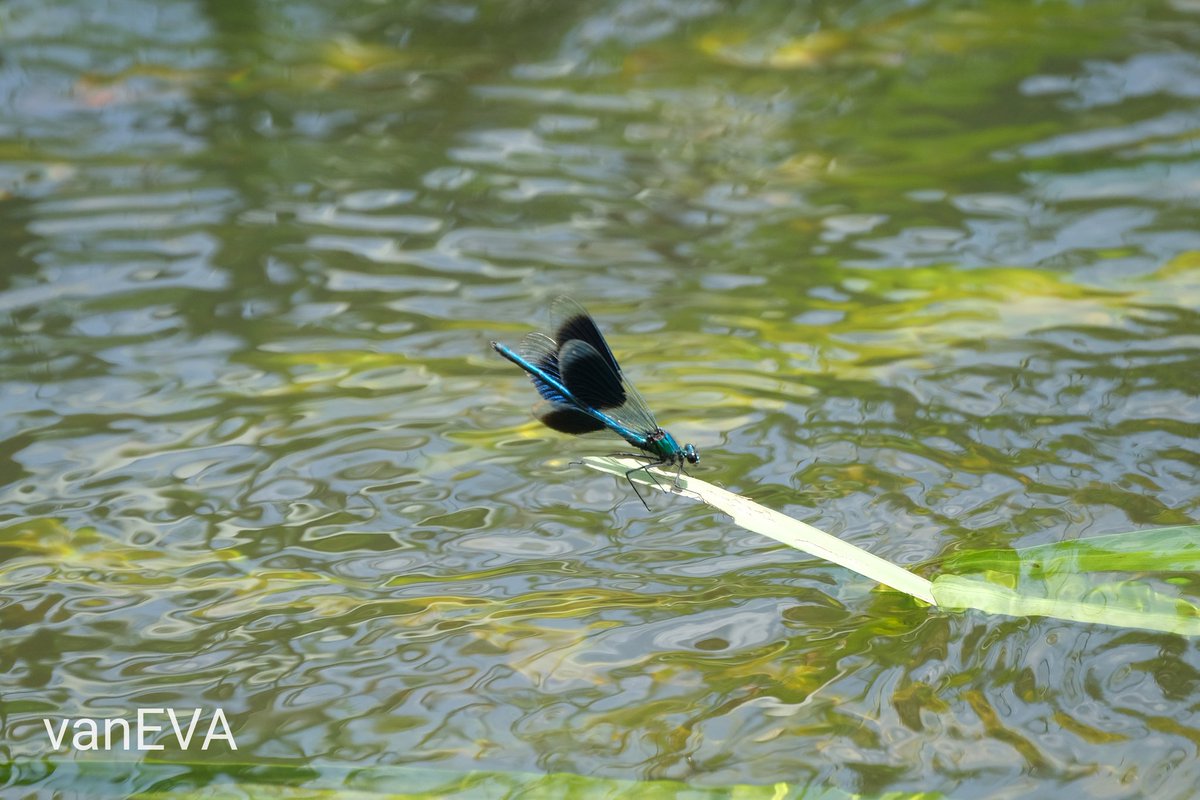 e_vanEVA's tweet image. De #weidebeekjuffer mag vandaag niet ontbreken in #libellente