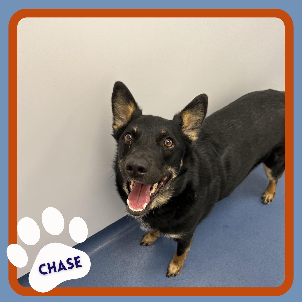 Say hello to Chase, the adventurous Australian Cattle Dog x Australian Shepherd dog! 🐾 From Toronto to Glasgow, he's embarked on an exciting journey to Scotland.Thanks for choosing @SkyKennels for your pet travel needs. 🐶 #PetTravel #SkyKennels #PetTransportation #AnimalTravel