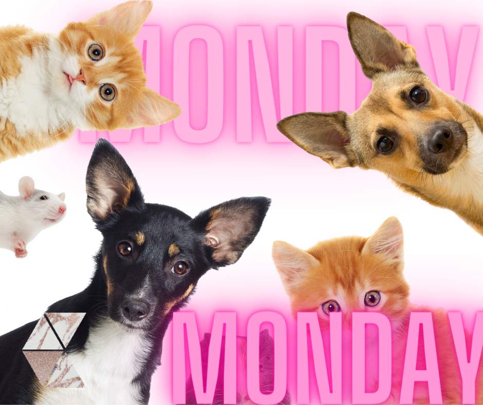CookieTruth's tweet image. Curious what MONDAY has in store for you? We are too! Enjoy your day and drop a comment! #happymonday #monday #dailyliving
