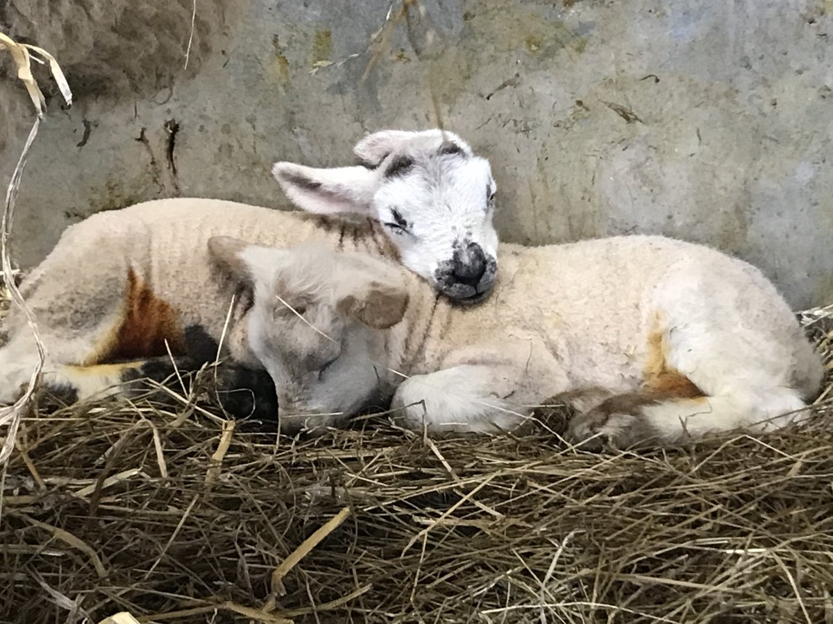 Fferm Fronlas Farm tweet media