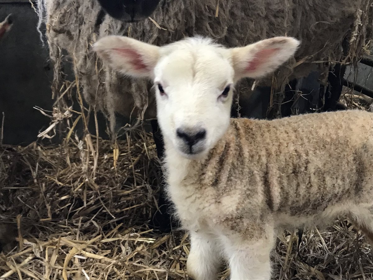 Fferm Fronlas Farm tweet media