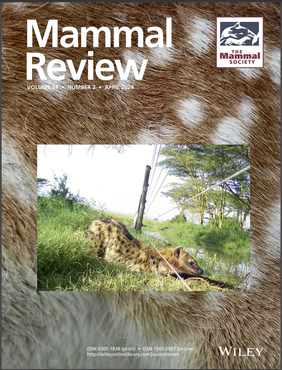 Super excited that my "downward facing hyena" photo was chosen as the cover image for the latest issue of <a href="/Mammal_Society/">Mammal Society</a>  Mammal Review, which features our (<a href="/HyaenaSG/">IUCN SSC Hyaena Specialist Group</a>) review article on the conservation &amp; management of Hyaenidae: 
doi.org/10.1111/mam.12…