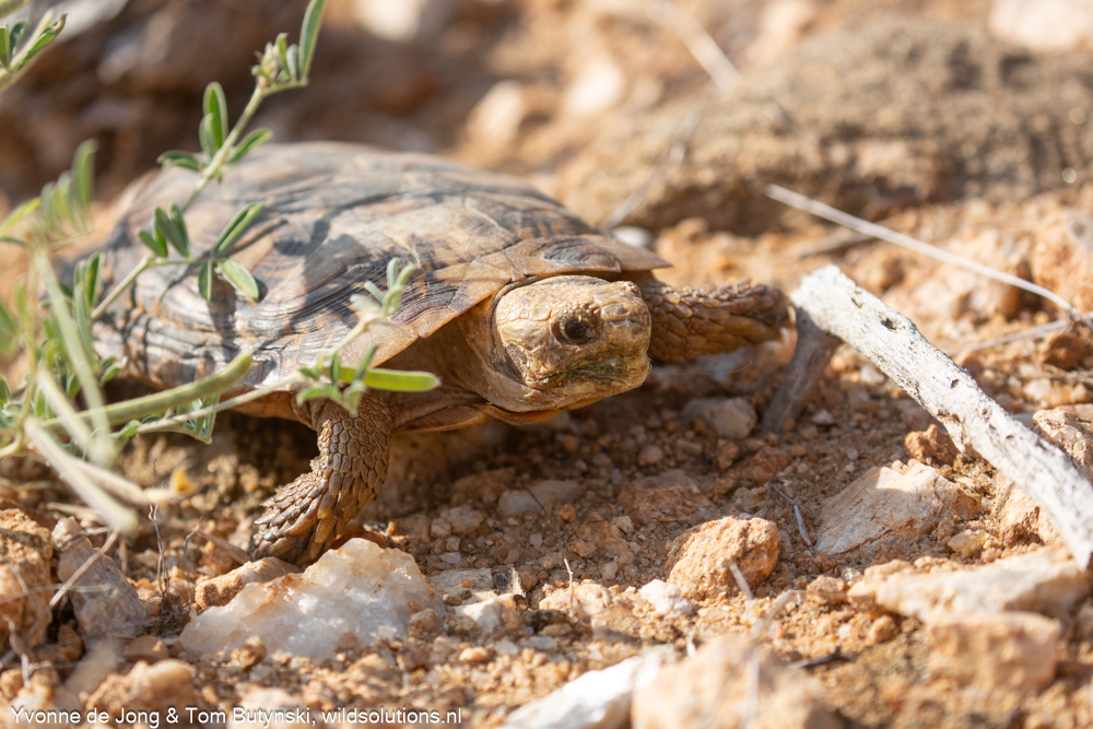 WildSolutions's tweet photo. Range Extension for the Pancake Tortoise in Northeastern Kenya. https://t.co/MhYtYyU3hr https://t.co/Oqq9HrTxZx