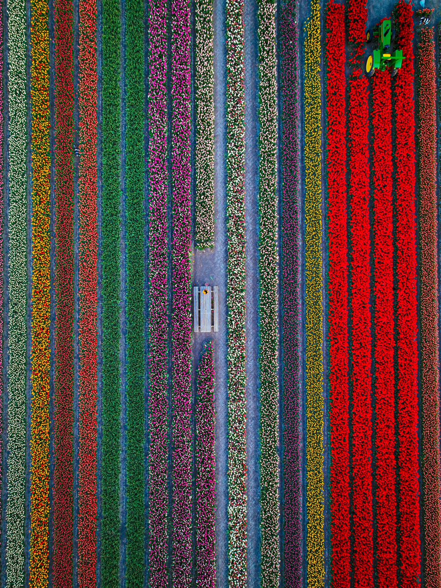 Netherlands in 2 weeks! 🌷📸 More pics by @arden_nl 📸 #holland #netherlands #tulipfields #tulips