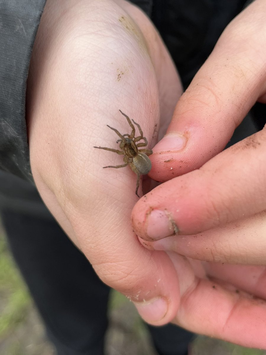 JoAdlam82's tweet photo. @RFewStAnnes one for you 🕷️ https://t.co/7ogsUtdhQS