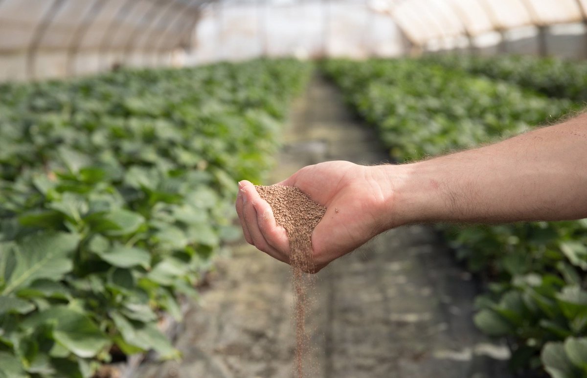 Plant BioProTech (@pbioprotech) on Twitter photo 📰<a href="/GroundworkBioAg/">Groundwork BioAg</a> Expands Global Commercialization of Mycorrhizal Inoculants
Read full article here : groundworkbioag.com/rootella-regis…
We cordially invite <a href="/GroundworkBioAg/">Groundwork BioAg</a> to Plant BioProTech & IOBC-IR 2024 in Castellon de la plana, Spain ! 📰<a href="/GroundworkBioAg/">Groundwork BioAg</a> Expands Global Commercialization of Mycorrhizal Inoculants
Read full article here : groundworkbioag.com/rootella-regis…
We cordially invite <a href="/GroundworkBioAg/">Groundwork BioAg</a> to Plant BioProTech & IOBC-IR 2024 in Castellon de la plana, Spain !
