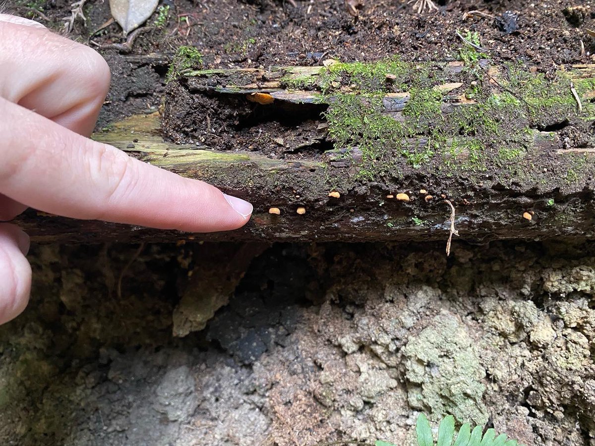 Found many of these tiny Xeromphalina curtipes recently.

Kyoto, Japan 🇯🇵