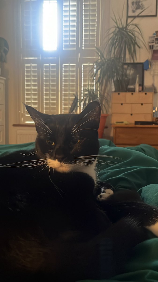 annieblombach's tweet photo. just my luck to get horribly ill the week of #lbf24 but at least i‘m getting cuddles i guess https://t.co/P7A3jjjsQ7