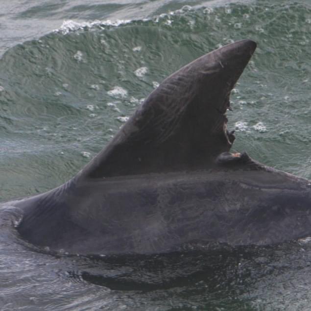 Photo-identification (photo-ID) is the primary method that the Shannon Dolphin Project use to monitor the Shannon Dolphins. We use images to identify unique and permanent marks, which can be used to recognise individuals in the population. Learn more at iwdg.ie/how-to-identif…