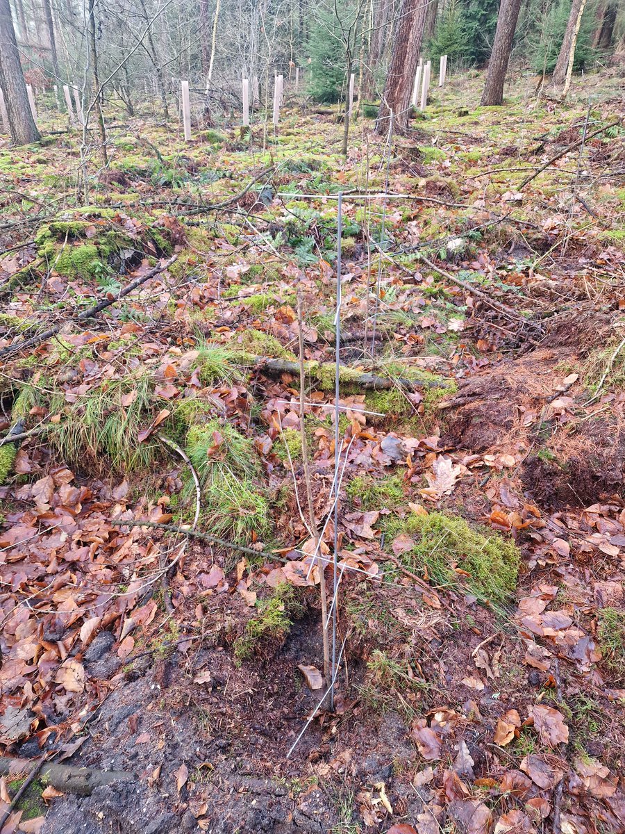 Met het laatste boompje in de grond zit het plantseizoen erop voor ons. In diverse projecten en beheren hebben we een kleine 25.000 stuks bomen en struiken aangeplant met als doel een meer divers en toekomstbestendig bos.

Lees het volledige bericht hier: linkedin.com/feed/update/ur…