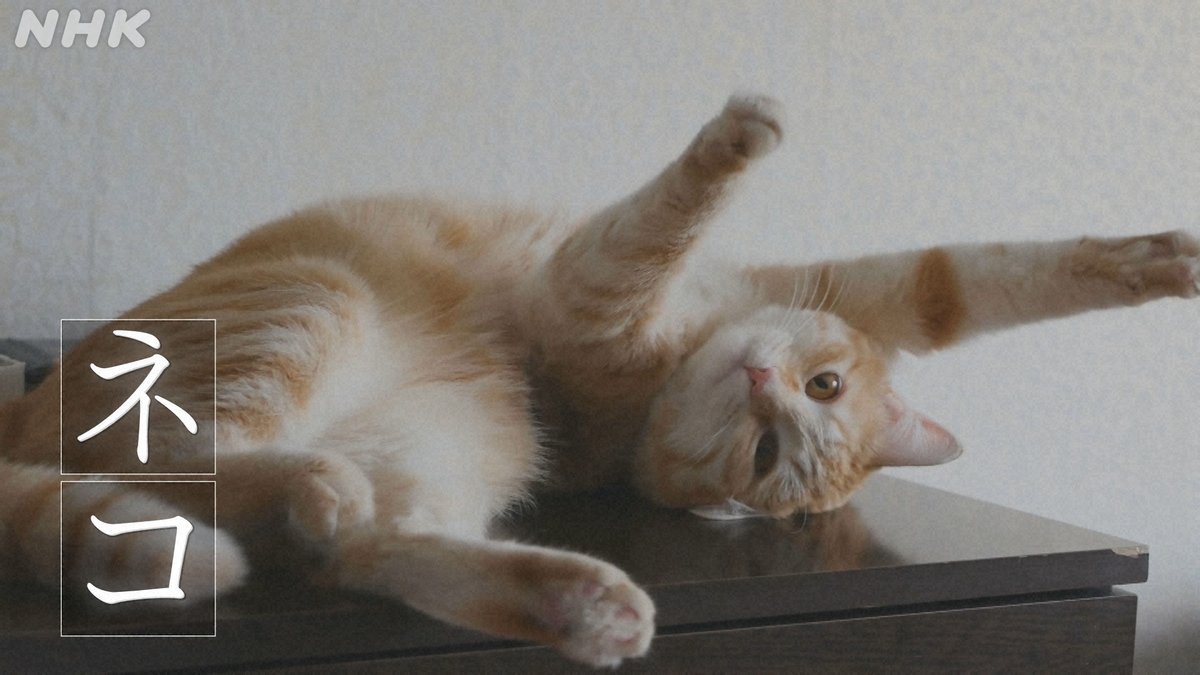 ねこりーさん Amazon | ぽぽねこ 猫に優しいベスト型ハーネス・リード付き