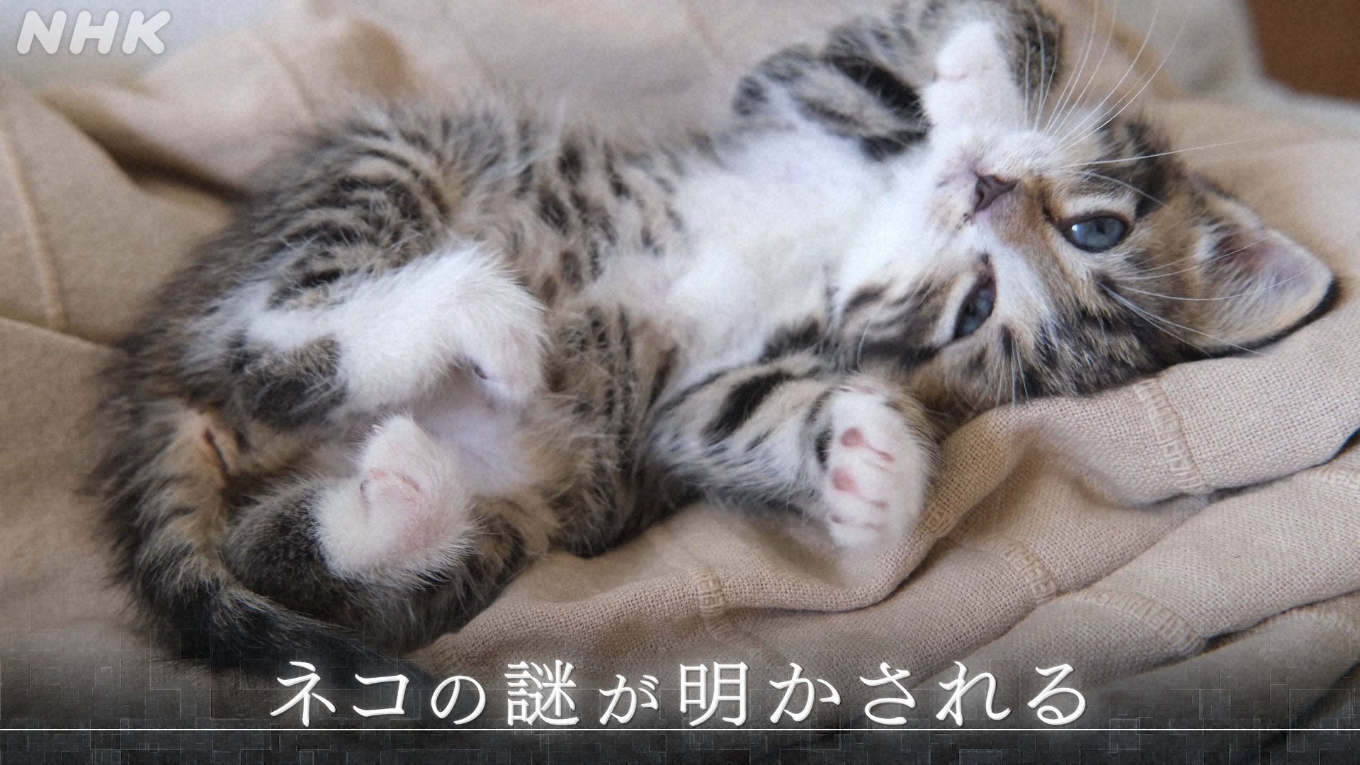 ねこねこ 様 瀬戸まねき猫 – – 中外陶園オンラインストア
