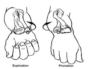 "why is arm anatomy so hard for you jessi?"
LOOK. LOOK AT WHAT ARMS DO.