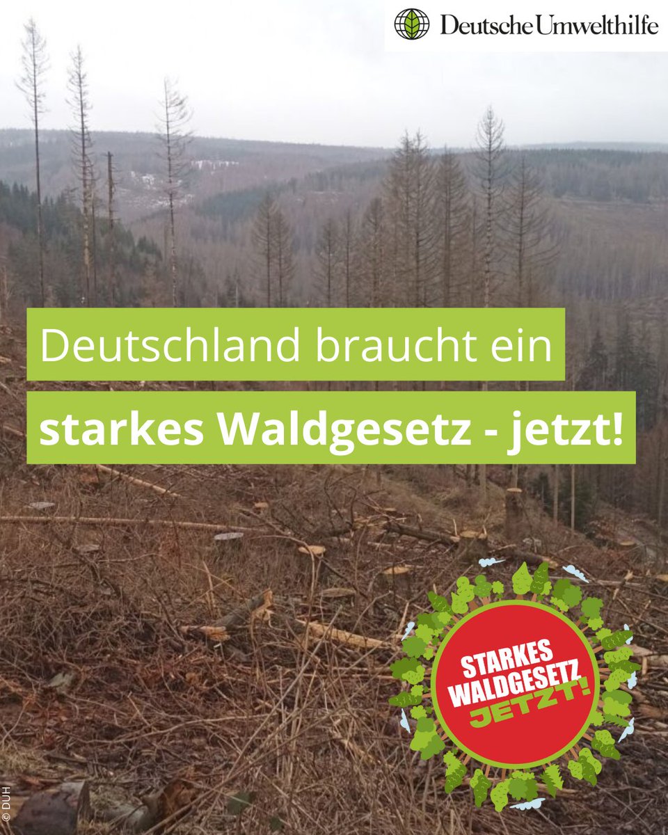 🌳Deutschland braucht ein starkes #Waldgesetz – Jetzt!
Wie kann ein neues #BWaldG den Wäldern im #Klimawandel & #Artensterben - der #Transformation der #Forstwirtschaft und uns Menschen helfen? 
Ein Thread👇🌳🌲