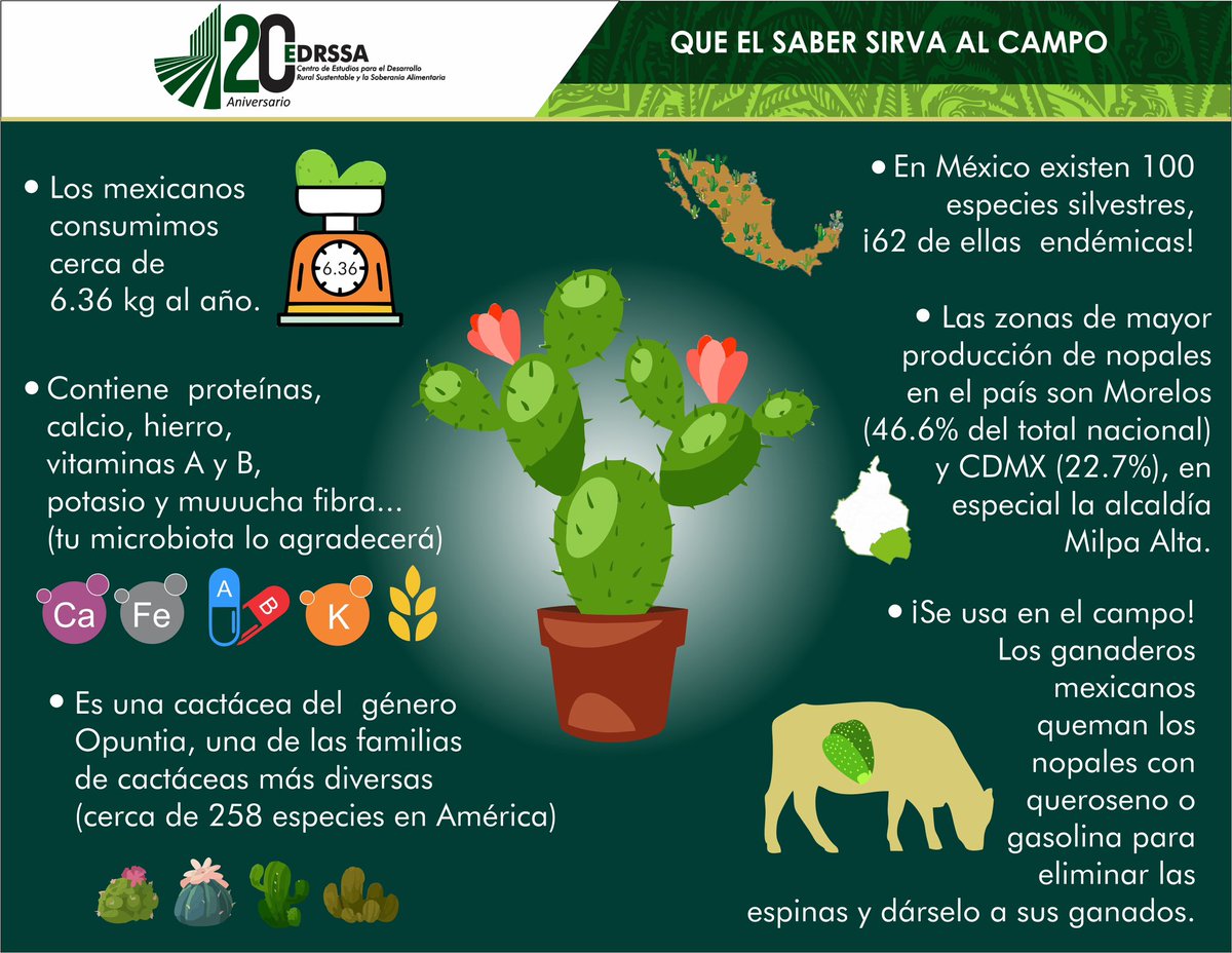 #LUNESDECACTÁCEAS
La presencia del nopal en nuestro territorio no es algo nuevo, se remonta miles de años atrás, cuando fue domesticado y cultivado junto con el maguey, el maíz y el frijol.