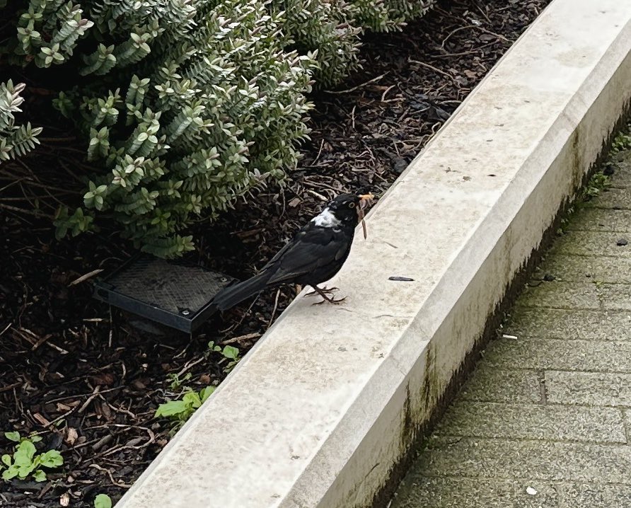 I found a new species of thrush outside the office in Brum today: WRONG OUZEL (Turdus backtofronticus). It was busy collecting wormage in the undergrowth. #peakybirders #newtoscience #urbanbirding
