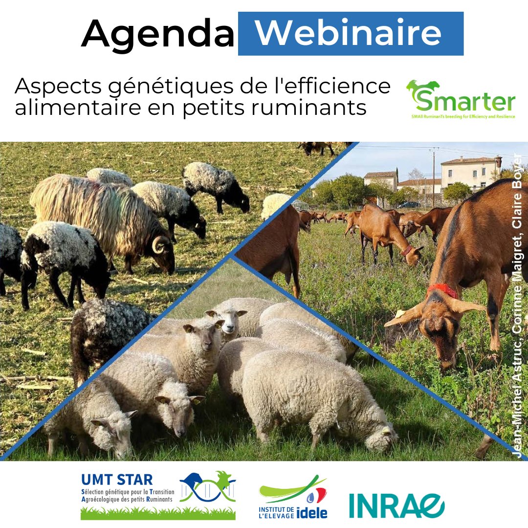 Rappel 📅 | #Webinaire 💻
Aspects #génétiques de l'#efficience alimentaire en petits #ruminants 🐐🐑
📅 14/3
🕑 14h
Découvrez les résultats de <a href="/SmarterprojectE/">Smarterproject.eu</a> sur les stratégies génétiques d’amélioration de la résilience des 🐐🐑
Organisé par #UMT_STAR
ℹ️ cutt.ly/Xw1a32Wz