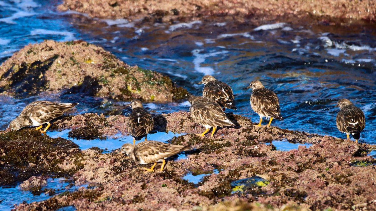 Meadow pipit, flock of Sanderlings and Ruddy turnstones 📷 By Christian Fortuna #Gibraltar #BirdsSeenIn2024 @BirdingRasta @gonhsgib @GibMarine @NautilusGib