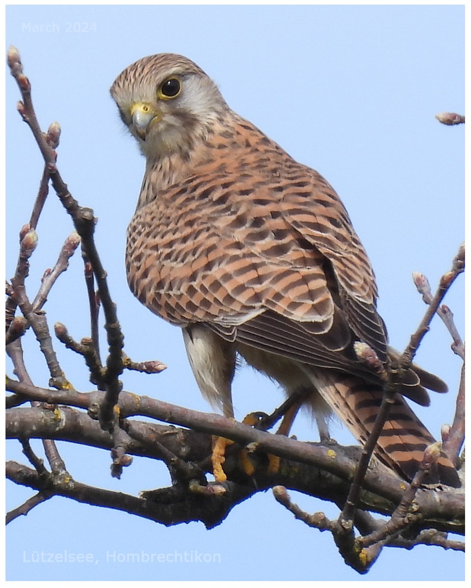 Keep an eye on you 👁️

Common Kestrel
Falco tinnunculus
#Turmfalke 🐦

#Lützelsee
Zurich
March 9, 2024

📸 #birds #dailybirdpix #WildlifePhotography #GGMLive #ThePhotoHour #CommonKestrel
#birdperhour #birdsoftheworld #twitterbird #amazingnature #CreateYourLight #NatureBeauty #WWF