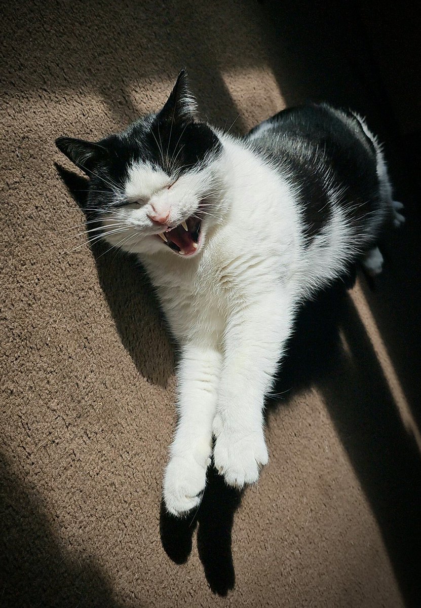 It looks like someone has told Jasper a joke #puncpet