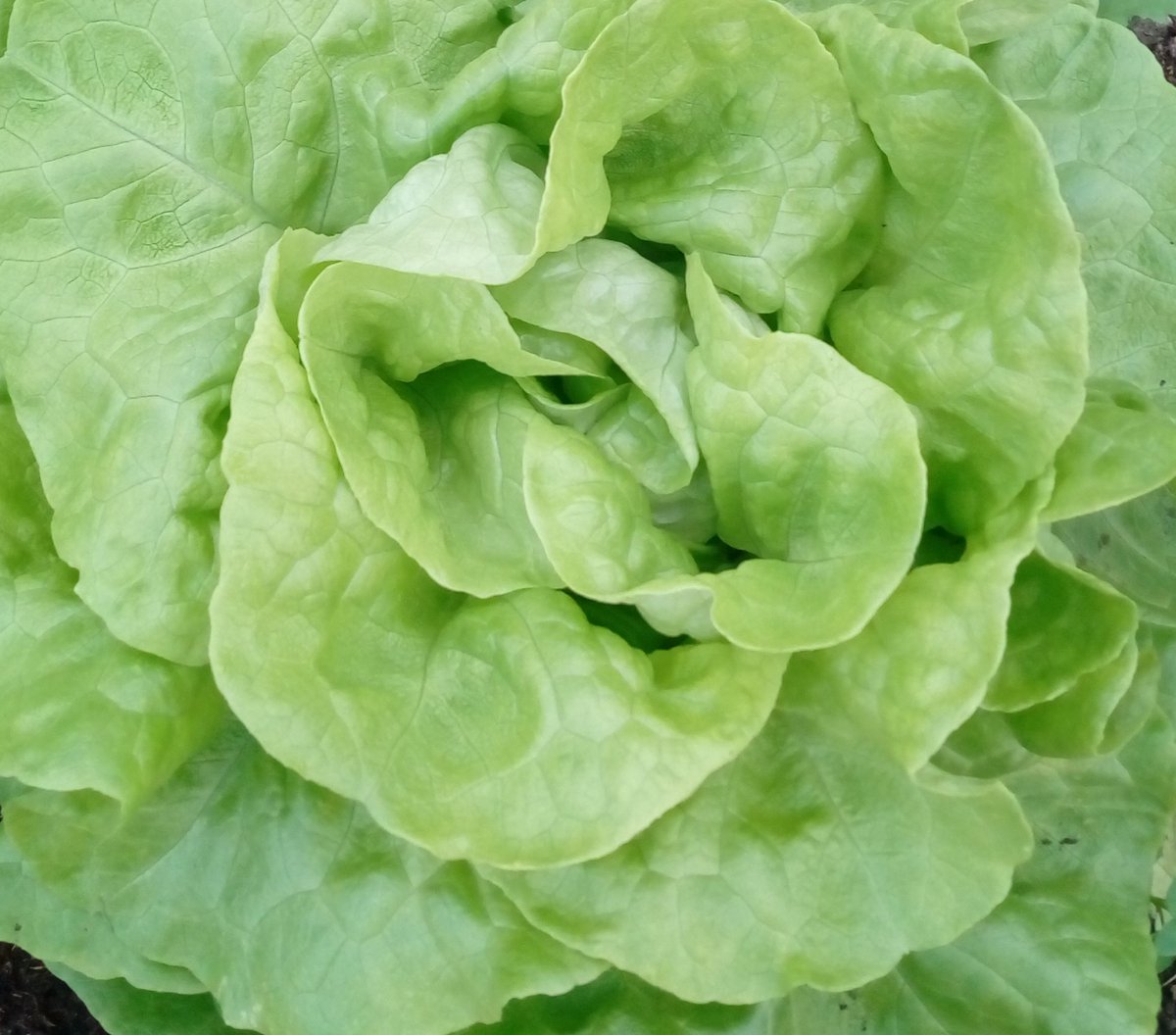IrishSeedSavers's tweet photo. 🥬 Lettuce Lovers Rejoice! 🥗💚

🌿 March is the perfect time to sow lettuce #seeds indoors! 🌱

Explore our #organic #heirloom #openpollinated varieties: 

🥬 Suzan 
🥬 Brown Gold Ring 
🥬 Grandpa Admires 

Available in our online shop: https://t.co/TScA9NI9EJ https://t.co/oBdluRHuY9