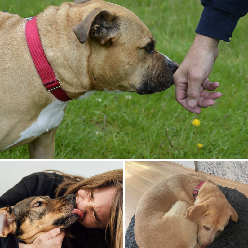 VisualChase's tweet photo. De la façon dont ils dorment à quand et où ils reniflent leurs maîtres, voici ce que les chiens essaient de nous dire.