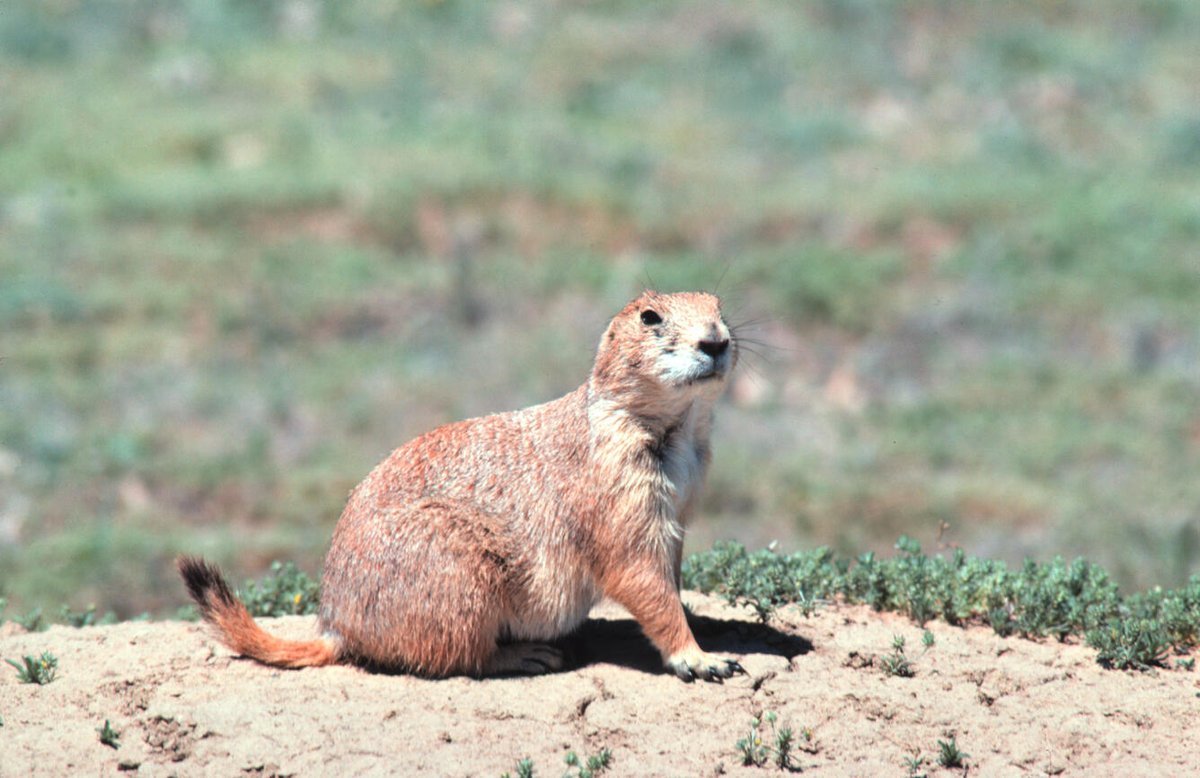 New study examines how vaccination and flea control effected black-tailed prairie dogs survival to an invasion of plague bacteria, Yersinia pestis, into a population in South Dakota: doi.org/10.1016/j.ijpp…