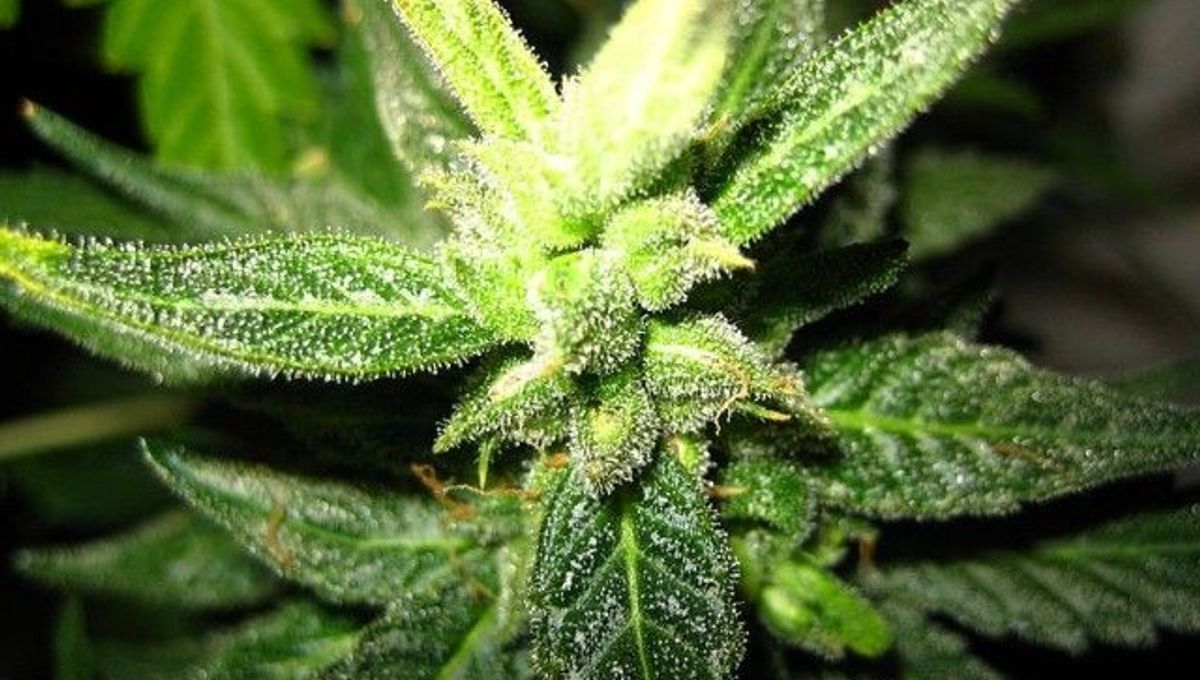 What is medical marijuana good for? This article sheds light on some of its benefits 🌱 buff.ly/3cT78ec