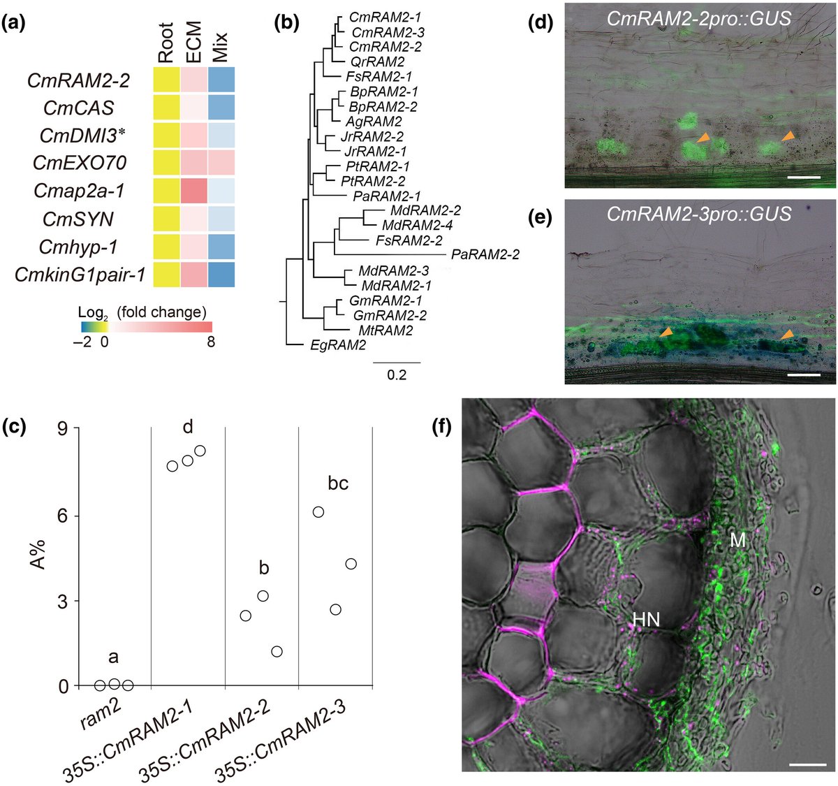 Arbuscular mycorrhizal conserved genes are recruited for ectomycorrhizal symbiosis Li et al. 📖 ow.ly/xgVu50QPX6m